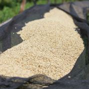 Kenya Nyeri Kamoini (Medium)