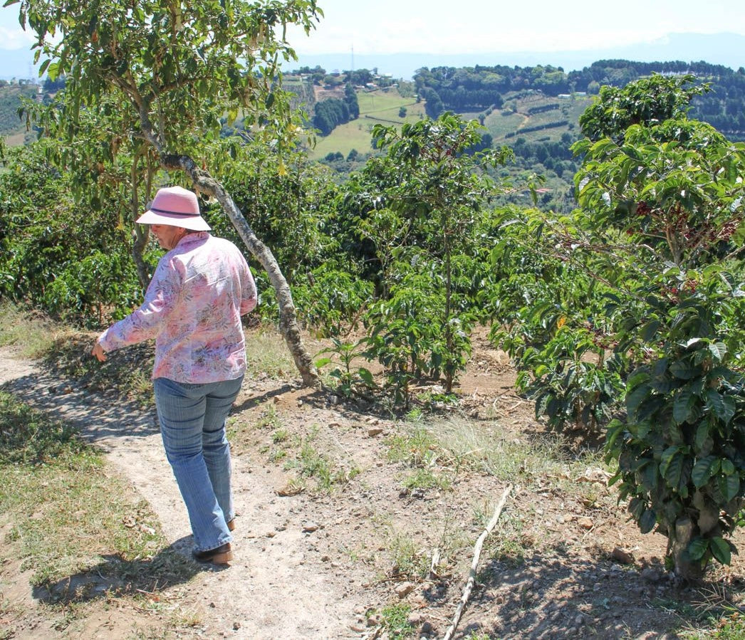 Costa Rica Zarcero Monte Brisas Danto (Dark)