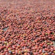 Ethiopia Hambela Goro (Medium)