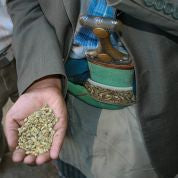 Yemen Mokha Matari (Medium)