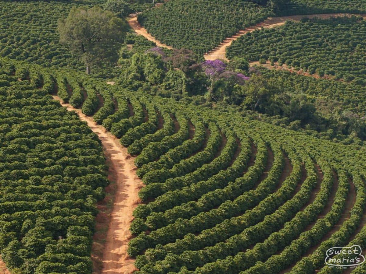 Brazil Pulp Natural Gabriel Wagner