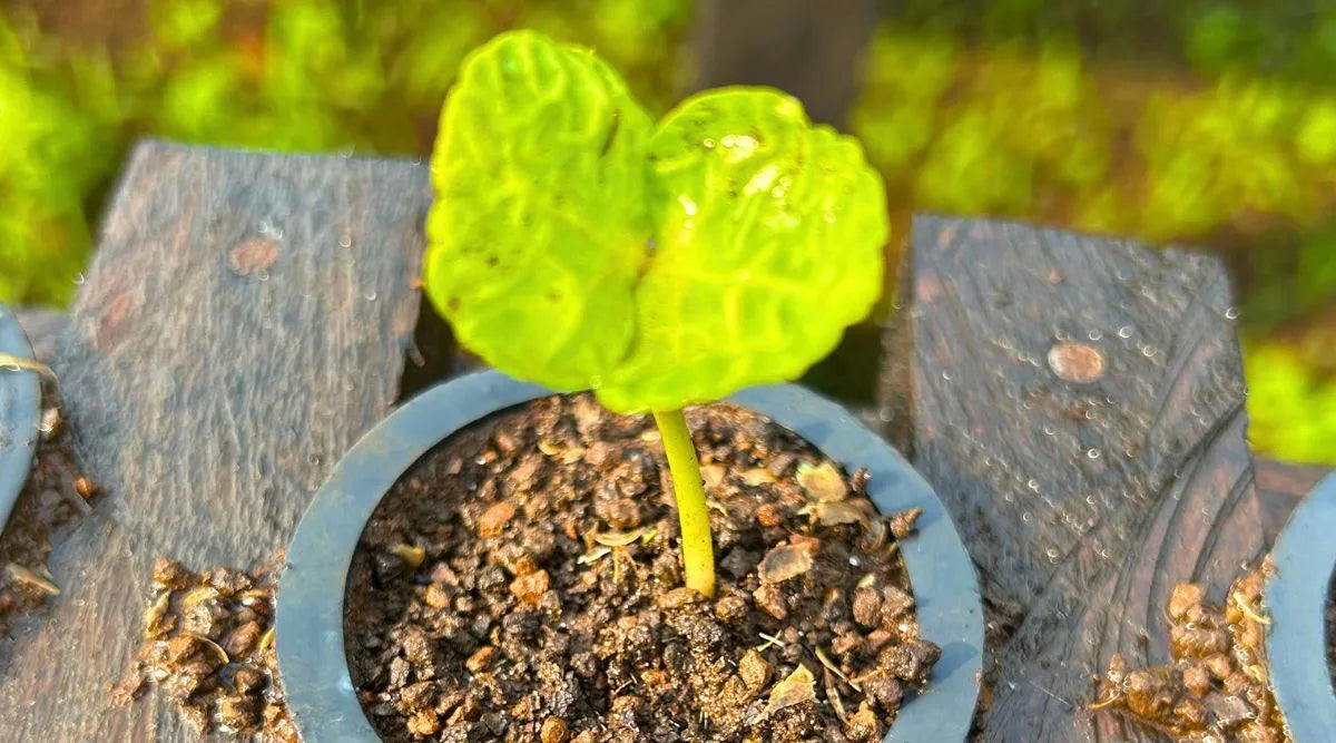 Nicaragua Villa Sarchi