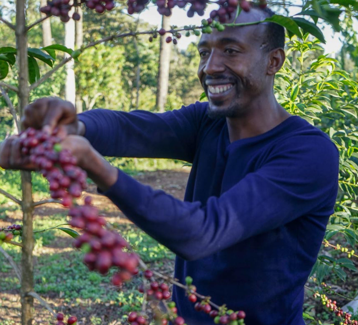 Ethiopia Kayon Mountain Farm
