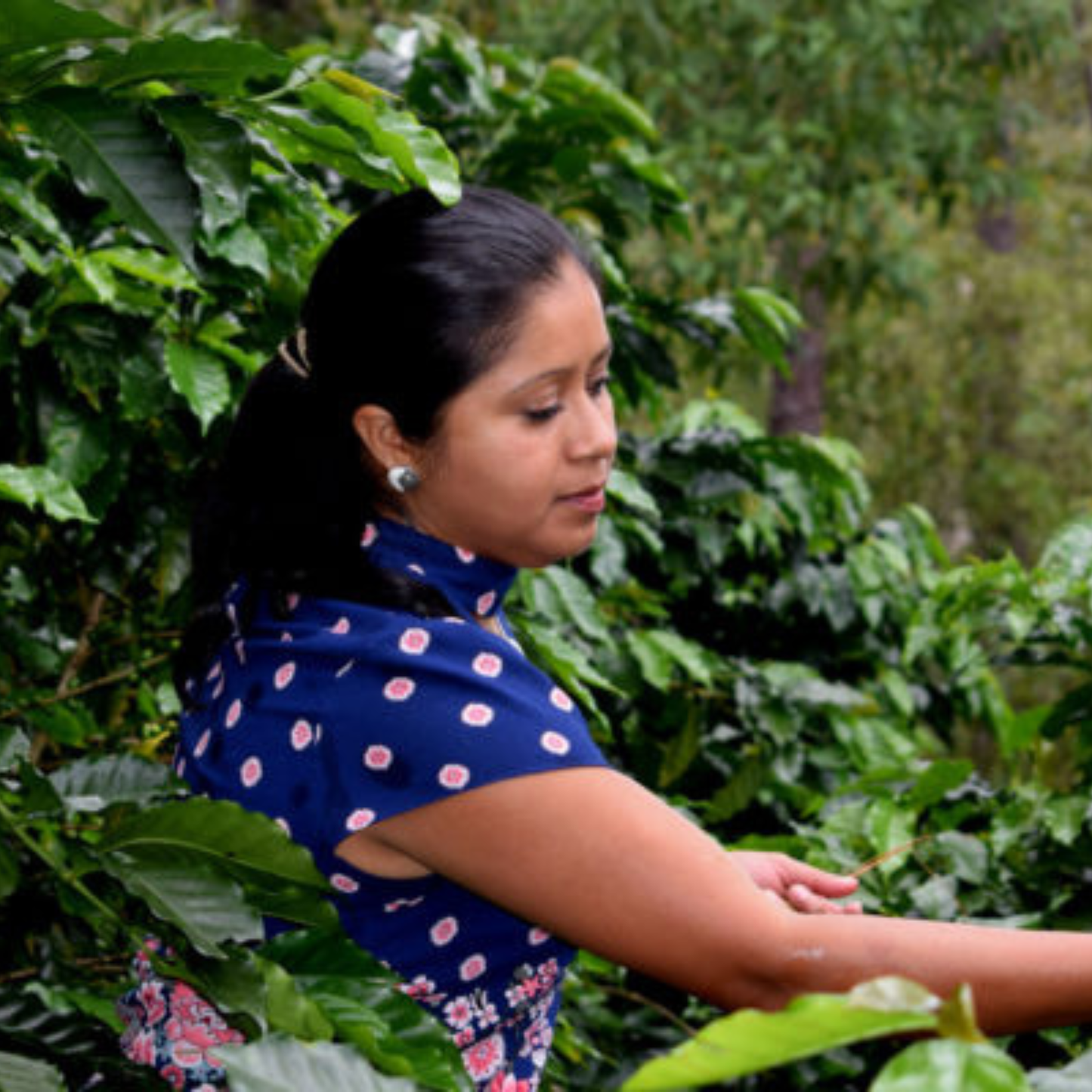 Honduras Café Orgánico Marcala