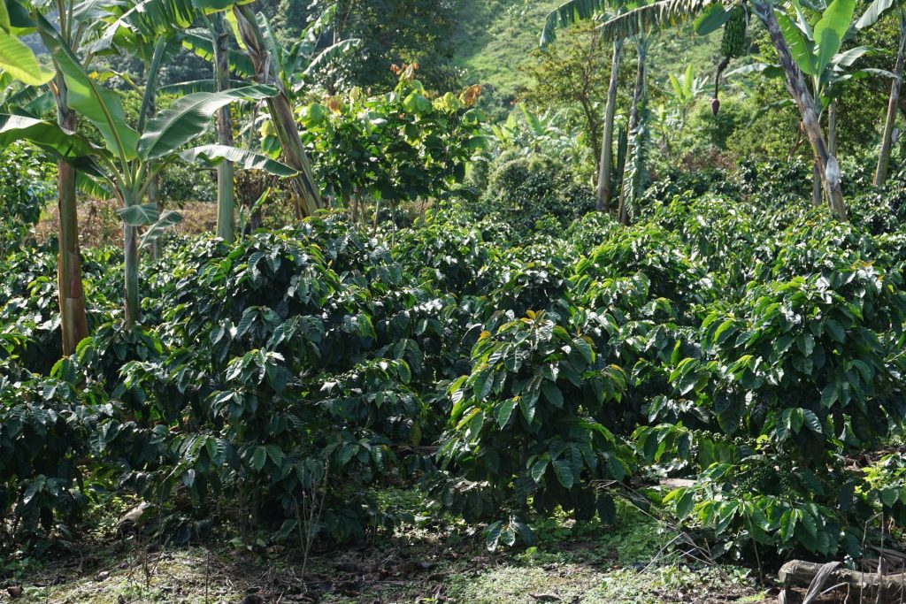 El Salvador Ahuachapan