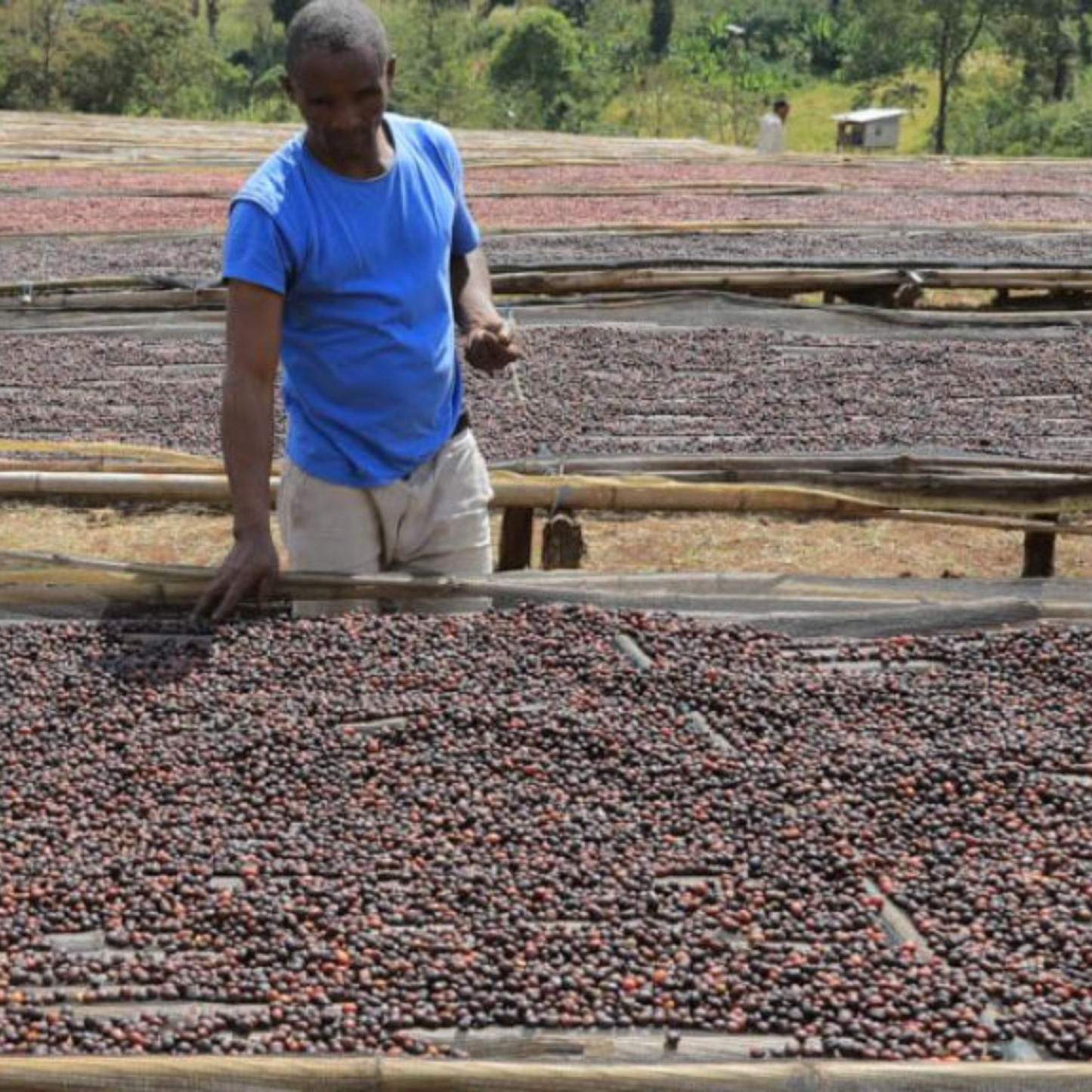 Ethiopia Hambela Goro (Medium)