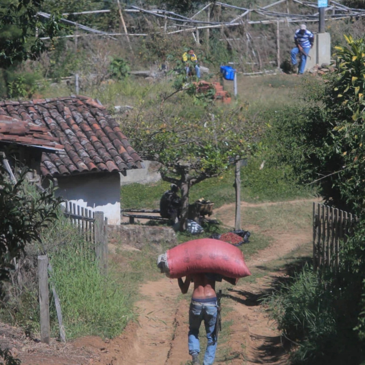 El Salvador Miravalles Pacamara (Dark)