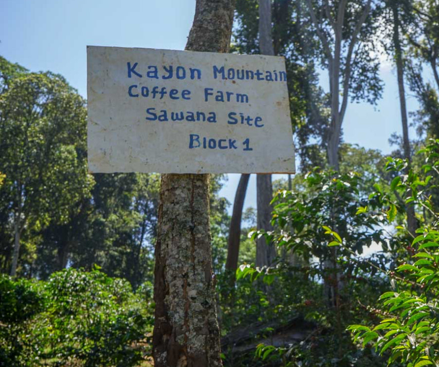 Ethiopia Kayon Mountain Farm