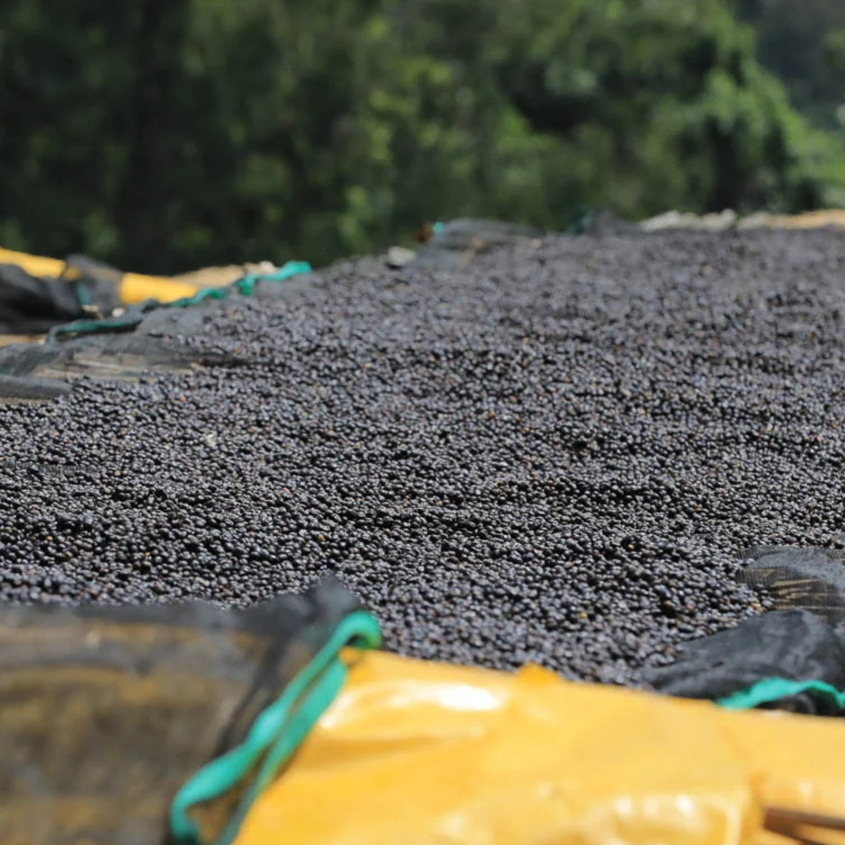 Ethiopia Dry Process Guji Hambela Buliye (Light/Medium)