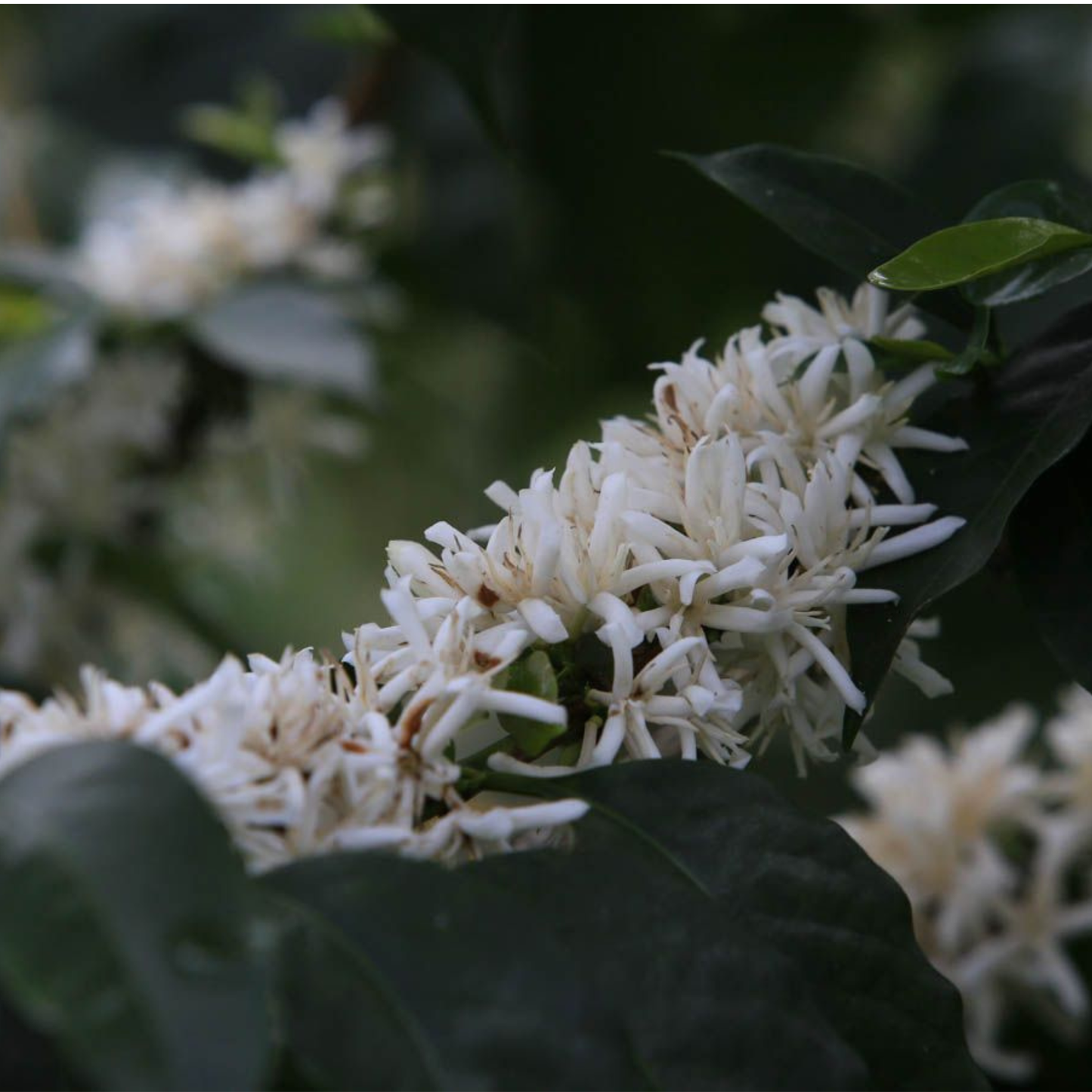 Colombia San Antonio Sugarcane Decaf