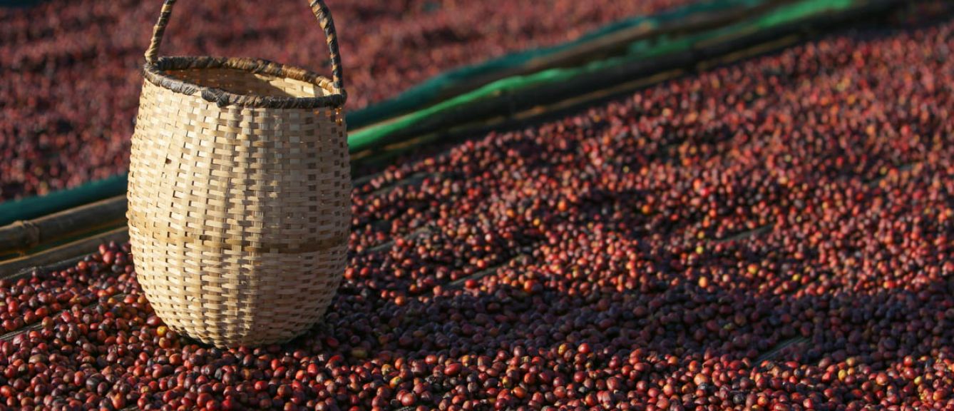 Ethiopia Godina Guji SWP - Decaf