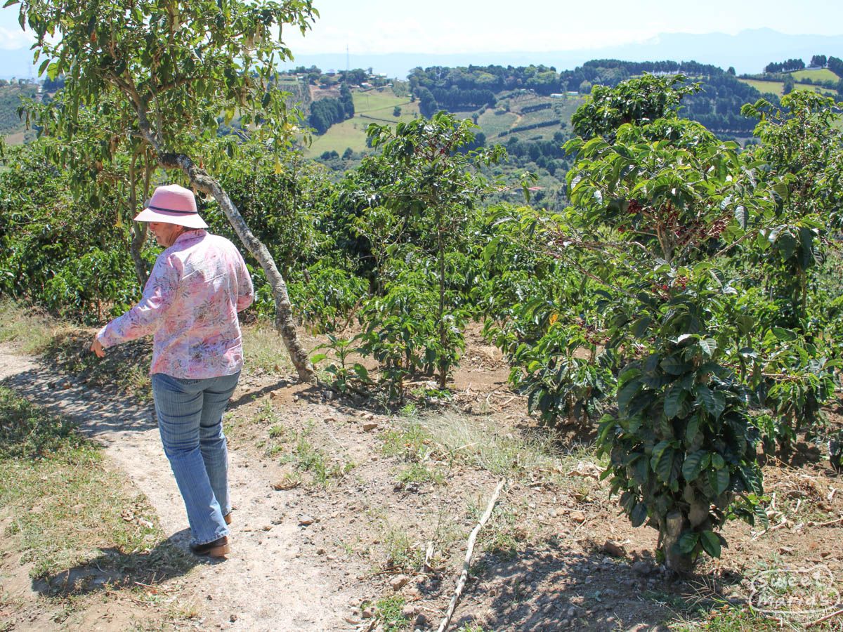 Costa Rica Zarcero Monte Brisas Danto (Medium)