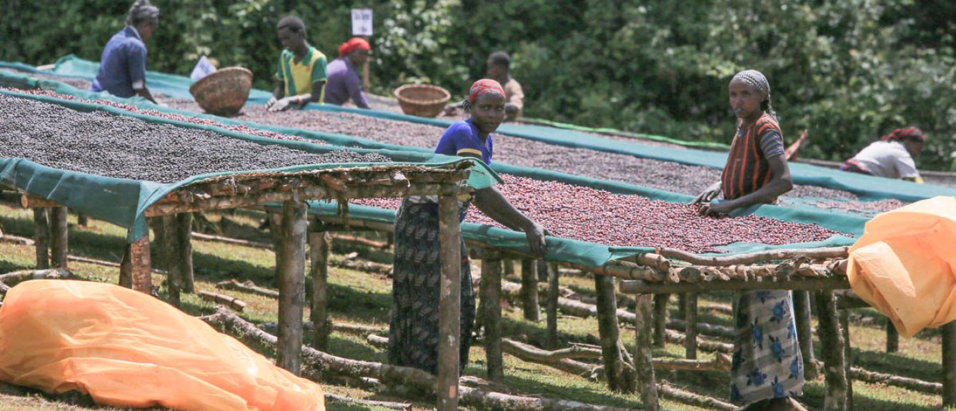 Ethiopia Godina Guji SWP - Decaf