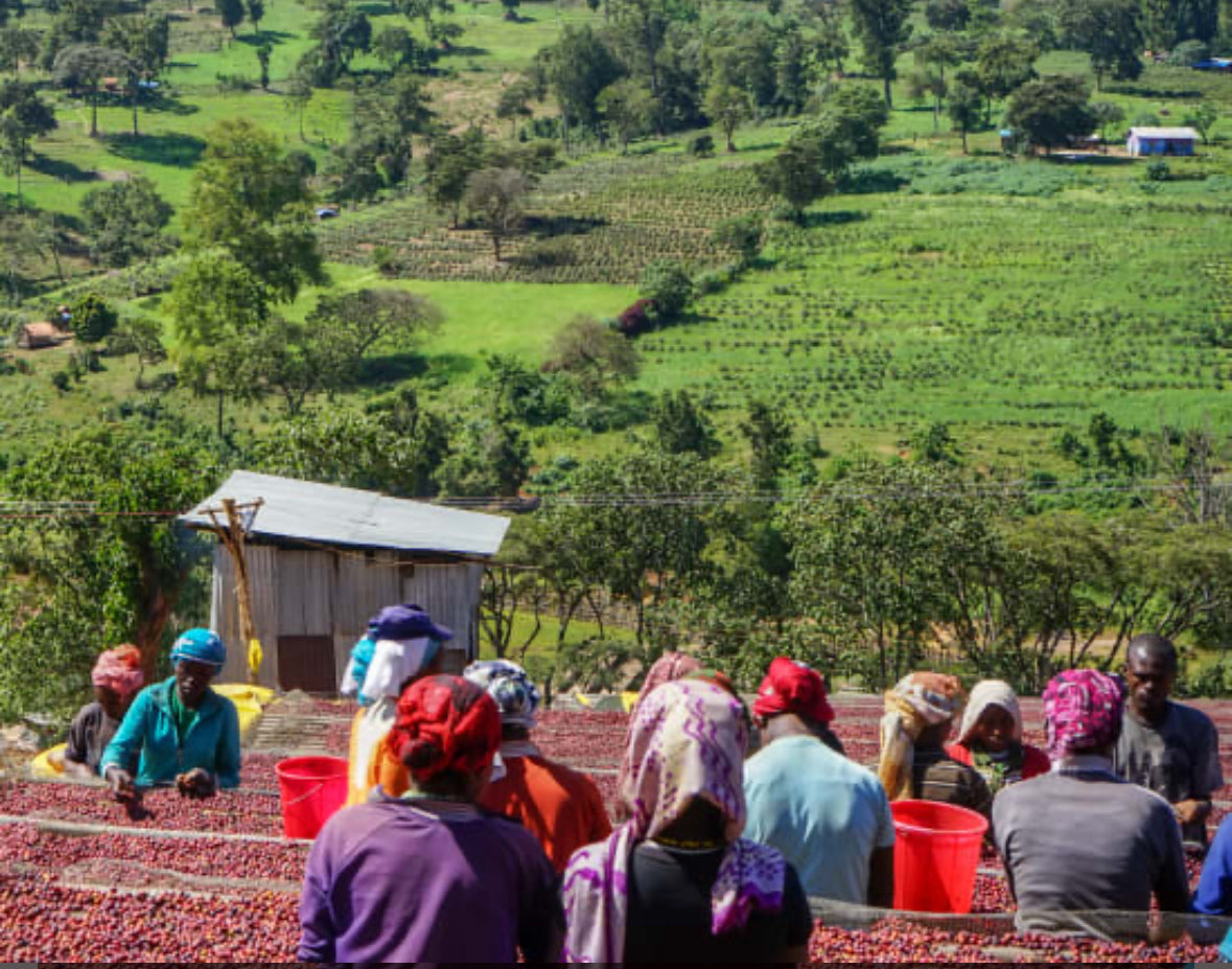 Ethiopia Kayon Mountain Farm