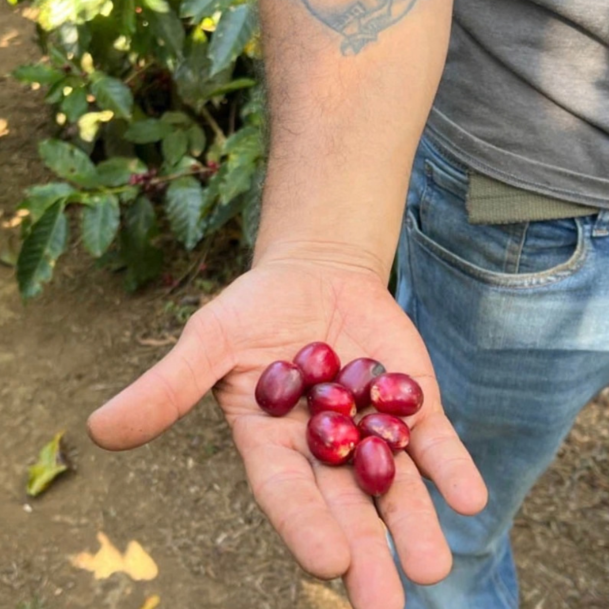 El Salvador Miravalles Pacamara (Dark)