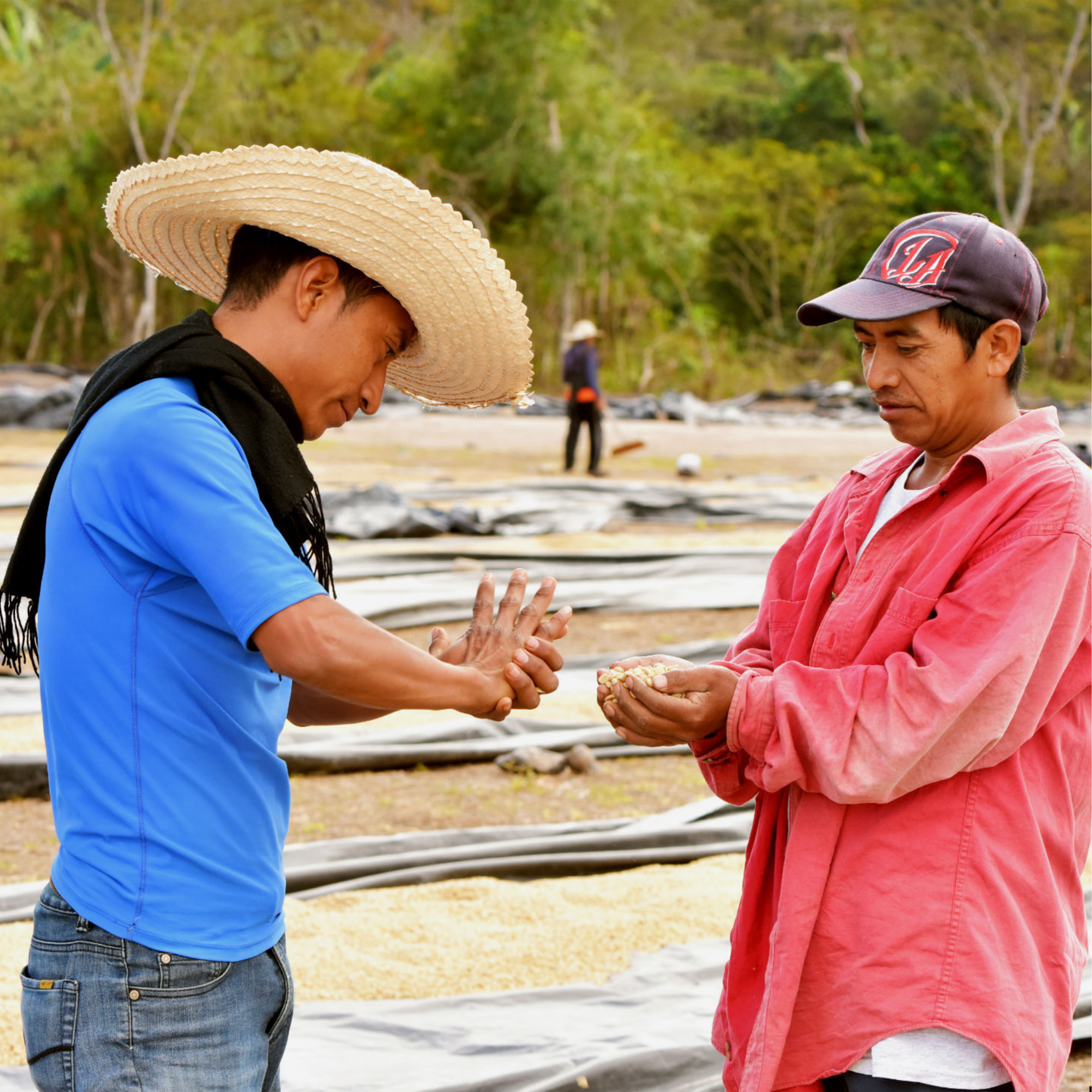 Honduras Café Orgánico Marcala