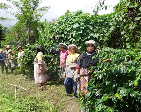 Sumatra Wet-Hulled Takengon Mandheling (Dark)