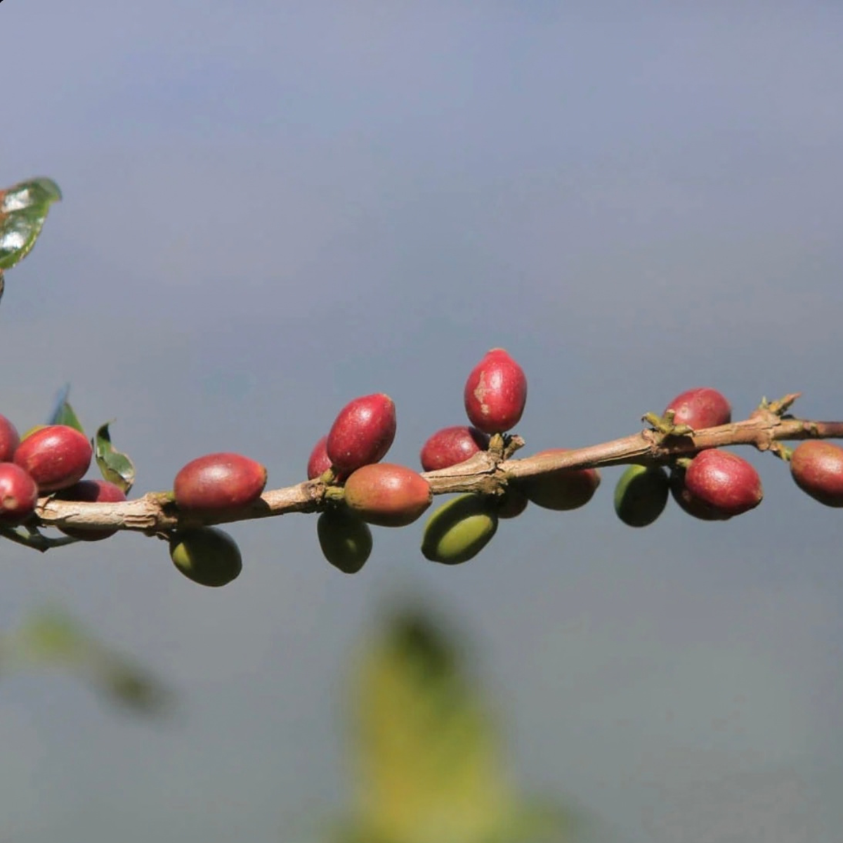 El Salvador Miravalles Pacamara (Dark)