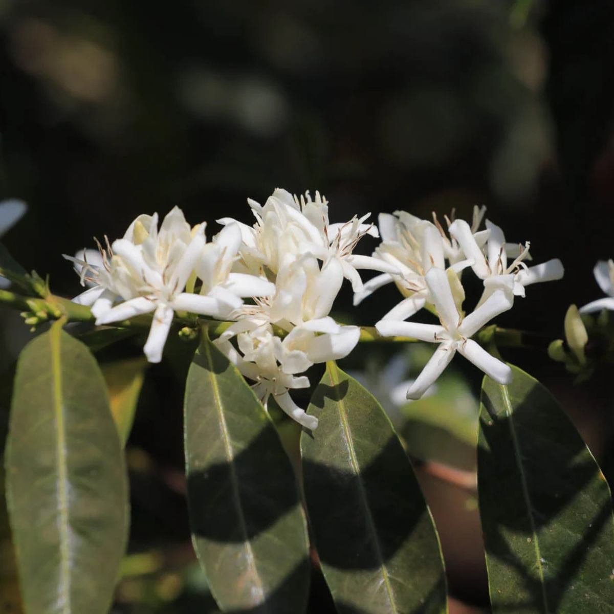 Ethiopia Dry Process Guji Hambela Buliye (Light/Medium)