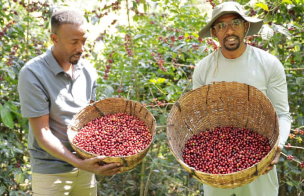 Ethiopia Kayon Mountain Farm