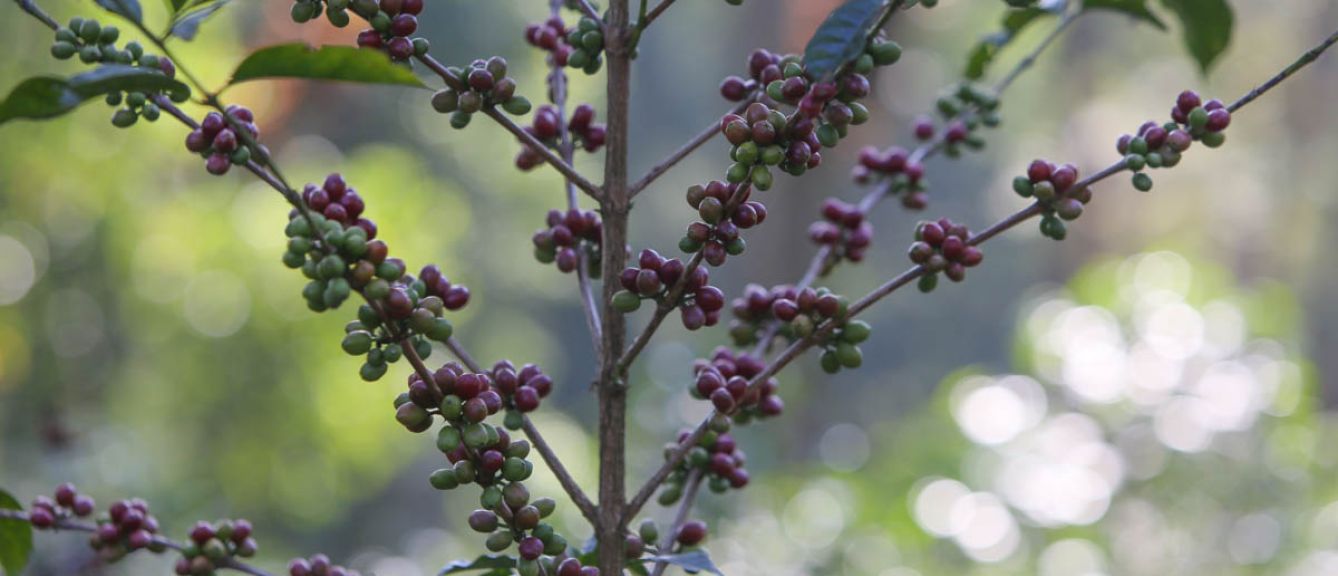 Ethiopia Godina Guji SWP - Decaf