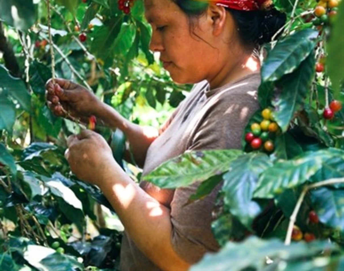 El Salvador Cerro Las Ranas
