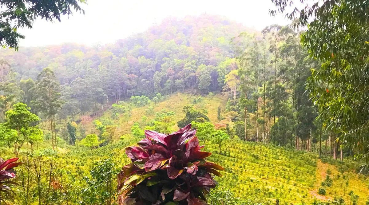 Nicaragua Villa Sarchi