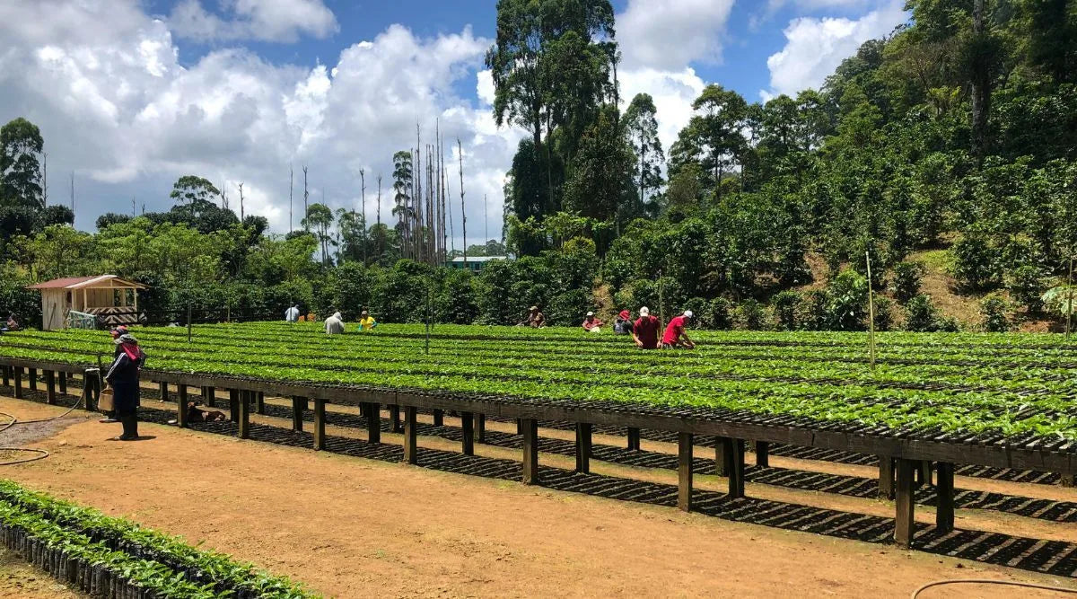 Nicaragua Villa Sarchi